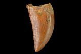 Serrated, Carcharodontosaurus Tooth - Morocco #159312-1
